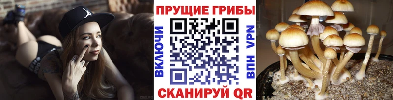 Галлюциногенные грибы мицелий  Купить  Абакан 